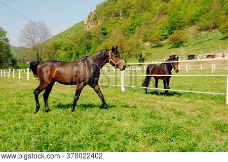 Brown Horses On A Horse Paddock, Green Meadow In The Summer