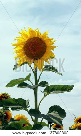 Sunflower