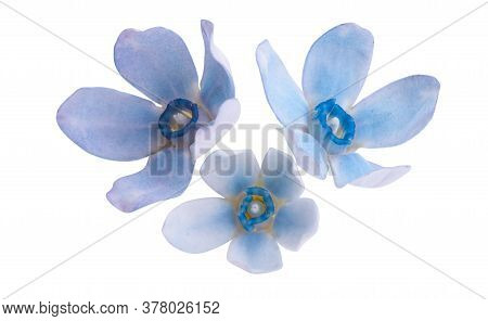 Oxypetalum Blue Flower Isolated On White Background
