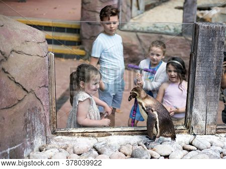 Londo Zoo, Uk, July 2020.  Children Standing Behind Glass While Looking At A Penguin.  The Penguin P