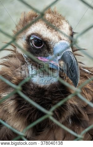 The Bird Of Prey, Black Vulture, Monk Vulture, Or Eurasian Black Vulture, Sits In The Aviary. The Ci