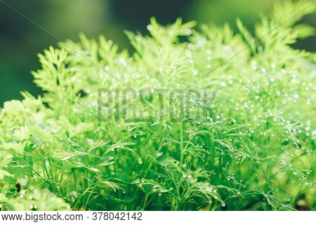 Close Up Of Young Fresh Green Dill With Raindrops Grows In The Garden, A Bed Of Fresh Green With Wat