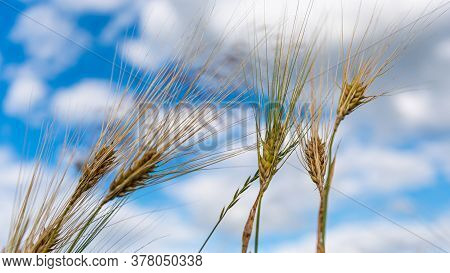 Selective Focus On Wheat Ear.close Up Of Ripe Wheat Ears Against Beautiful Sky With Clouds.spikelet 