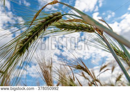 Selective Focus On Wheat Ear.close Up Of Ripe Wheat Ears Against Beautiful Sky With Clouds.spikelet 