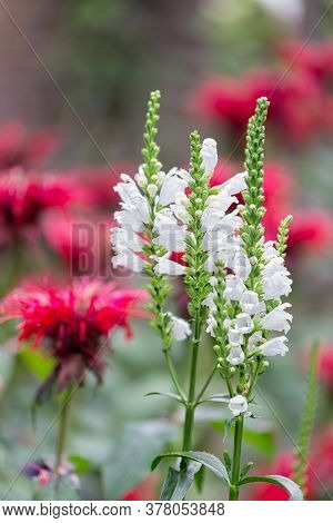 White Physostegia Flowers With Blurred Red Monada Flowers At The Background