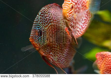 Colorful Fish From The Spieces Symphysodon Discus In Aquarium. Closeup, Selective Focus.