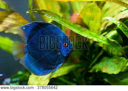 Closeup Of A Blue Tropical Symphysodon Discus Fish In A Fishtank. Selective Focus Background.