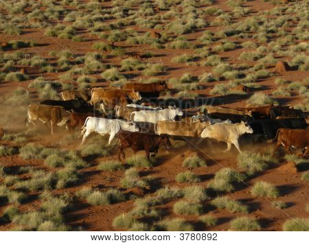 Cattle5