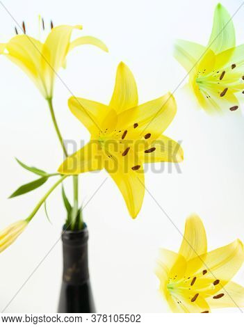 A Yellow Asiatic Lily Lillium Flower With Green Stem And Leaves On A White Background.