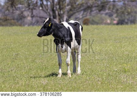 Black And White Dairy Cow Grazing In A Green Field Of Grass.