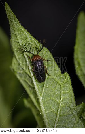 Luciola Lusitanica With Multiple Antenna Macro Closeup  Sitting On The Leaf