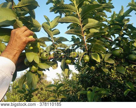 A Man Plucking Guava Fruits From Tree