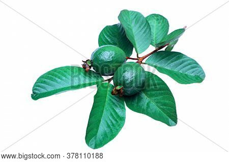 Green Tasty Fresh Guava Fruits Good For Health