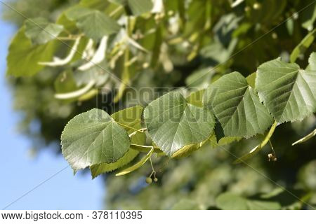Broad-leaved Lime Branch - Latin Name - Tilia Platyphyllos