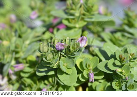 Myrtle-leaf Milkwort - Latin Name - Polygala Myrtifolia