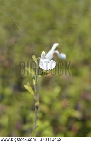 Baby Sage Gletsjer - Latin Name - Salvia Microphylla Gletsjer