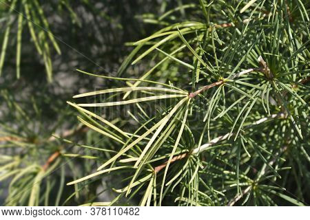 Japanese Umbrella Pine - Latin Name - Sciadopitys Verticillata