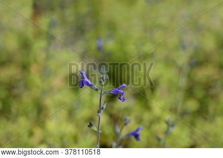 Baby Sage Blue Monrovia - Latin Name - Salvia Microphylla Blue Monrovia