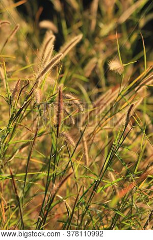 Penisetum Polystachyon Grew Along The Road. There Are A Lot In Thailand.