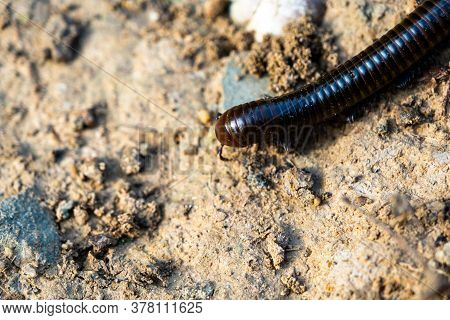 Millipede, Is A Herbivorous Millipede Native To The Southern Iberian Peninsula Where It Shares Its R
