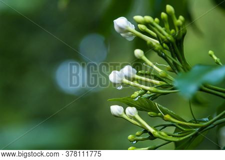 The Flower Buds Of Gerdenia Cape Jasmine In Garden