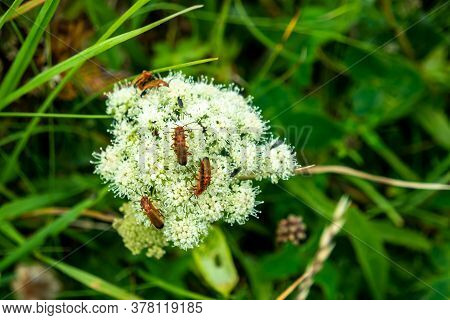 Bugs Mating On Viburnum Dentatum In Ireland