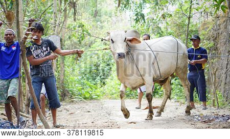 Yogyakarta, Indonesia - August 11th 2019: Eid Al-adha Celebration. Muslim People Help Each Other In 