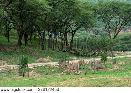 Nilgai Or Blue Bull Or Boselaphus Tragocamelus Grazing Green Grass In Monsoon Season With Scenic Lan