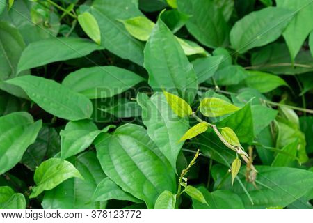 The Leaves Of Laurel Clockvine Tree, Laurel Clockvine Or Blue Trumphet Vine.green Leaves Background.
