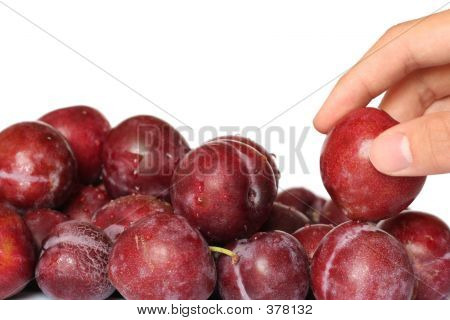 Cueillette de prunes