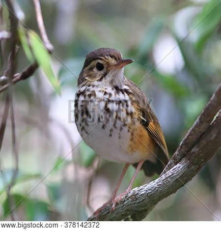 Photo Of A White-browed Antpitta (hylopezus Ochroleucus) In Its Natural Environment. Endemic Brazili
