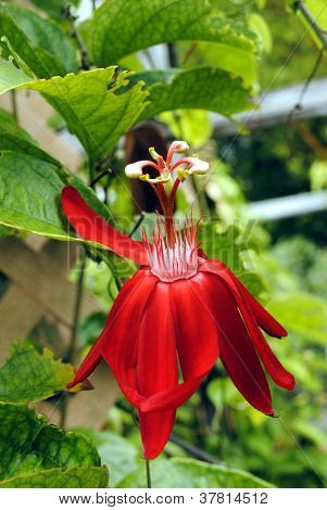 Passiflora (Passiflora PETER LAWRENCE)