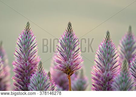Australian Native Backlit Purple Ptilotus Exaltatus Joey Wildflowers, Family Amaranthaceae. Called M