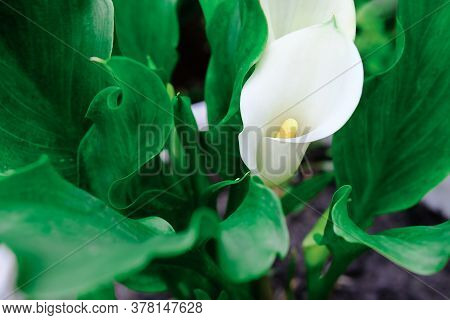 White Zantedeschia Aethiopica Calla Arum-lily. White Callas Growing In A Garden. Summer Flowers Conc