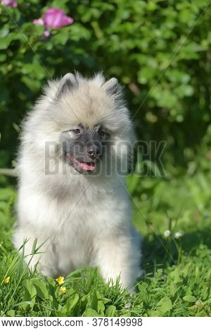 Keeshond Wolfspitz Puppy Happy In Summer