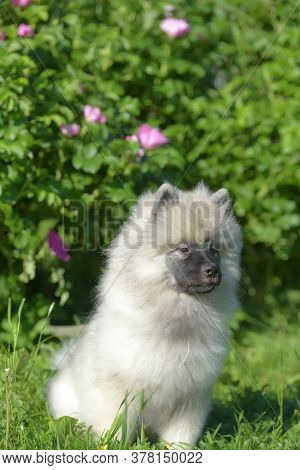 Keeshond Wolfspitz Puppy Happy In Summer