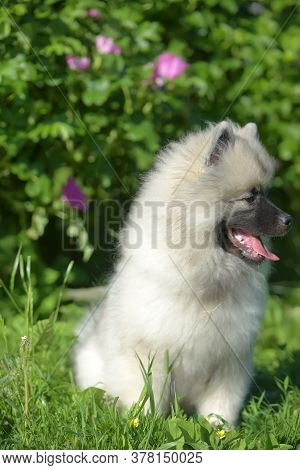 Keeshond Wolfspitz Puppy Happy In Summer