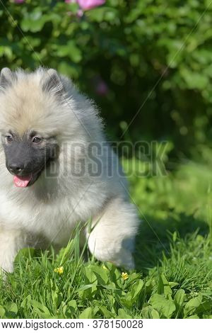 Keeshond Wolfspitz Puppy Happy In Summer