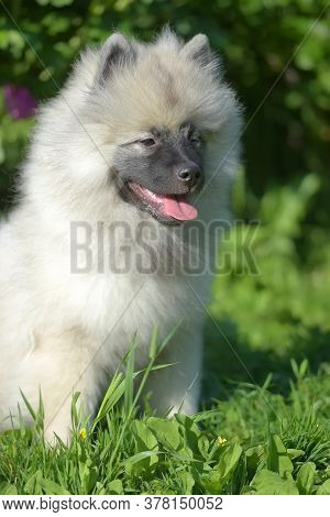 Keeshond Wolfspitz Puppy Happy In Summer