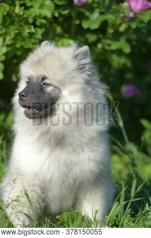 Keeshond Wolfspitz Puppy Happy In Summer