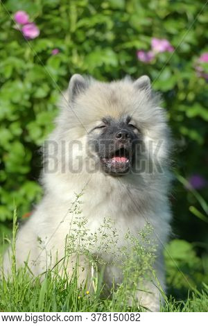 Keeshond Wolfspitz Puppy Happy In Summer