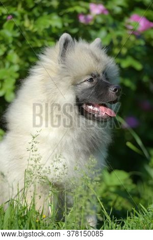Keeshond Wolfspitz Puppy Happy In Summer