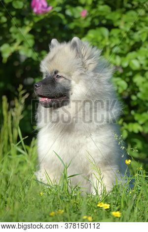 Keeshond Wolfspitz Puppy Happy In Summer
