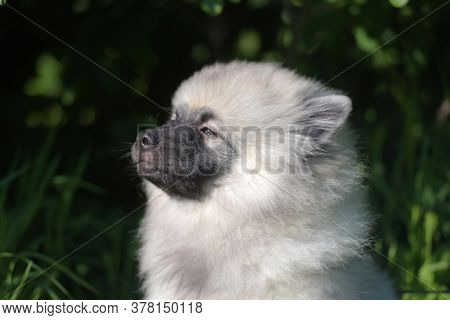 Keeshond Wolfspitz Puppy Happy In Summer