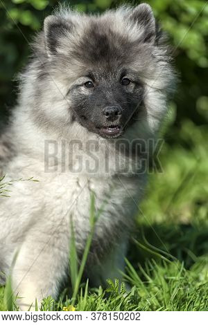 Keeshond Wolfspitz Puppy Happy In Summer