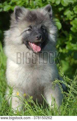 Keeshond Wolfspitz Puppy Happy In Summer
