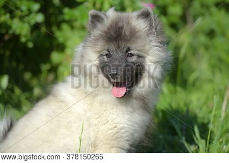 Keeshond Wolfspitz Puppy Happy In Summer