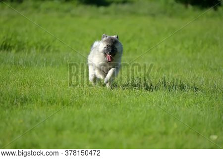 Keeshond Wolfspitz Puppy Running