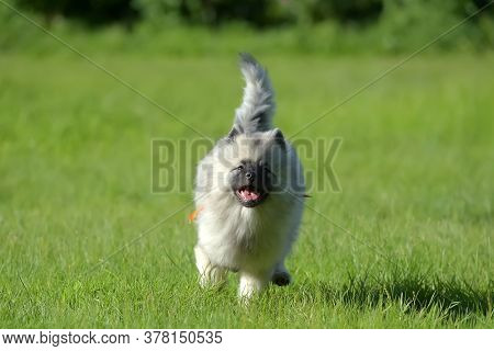 Wolfspitz Puppy Happy Running Through The Grass