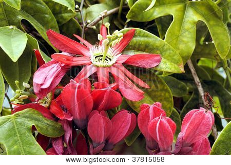 Passiflora (Passiflora racemosa)